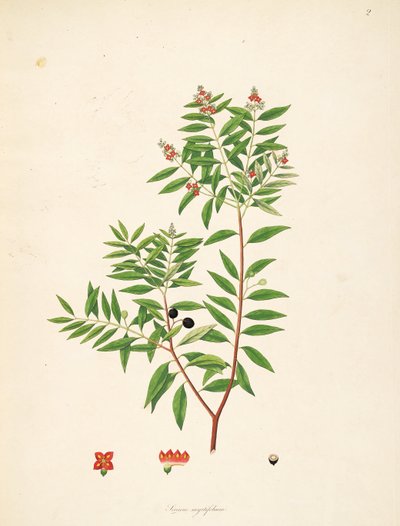 Illustration of Sirium myrtifolium (= Santalum album), Santalaceae by anonymus